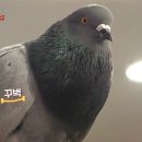 비둘기미용실 이미지