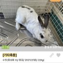 토끼입양홍보) 11월 포인핸드 : 유기는 살생입니다 🚫