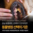 잠실동물병원, 치과와 골관절 수술에 집중하는 스무살의꿈