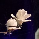 청사초롱 이미지