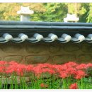 선운사꽃무릇 이미지