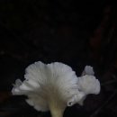 흰꾀꼬리버섯 이미지