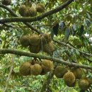 보석농장 이미지