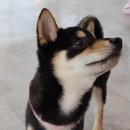 맨앤독 애견카페 이미지