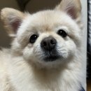 올바른참견 | 강아지 방문훈련 후기 | 올바른참견 짖음 많은 반려견 문제행동교정