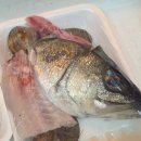 회테이크아웃 - 18513 | 🐟 가락시장 수산시장 맛집 ‘광양수산’ – 방어 모듬회 테이크아웃 후기 🎣