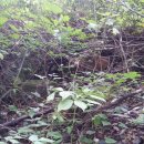 잉어물놀이 이미지