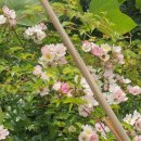 시온카센타 이미지