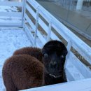 거림목장 이미지