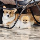 할리우독 이미지