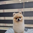 펫츄츄 이미지