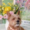 소우주 애견미용실 이미지