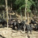 하빈염소농장 이미지