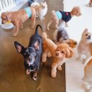 고마워 강아지 이미지