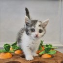 도그마루 강아지고양이 청주점 이미지