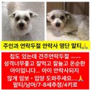 🆘 [5/5내일안락사]유기견 앵두 임보/입양자님 구하긔🆘 이미지