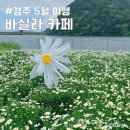 보라(1단지) | 경주 5월 여행 바실라 카페 샤스타데이지 보라 청유채 소품 있는 꽃밭
