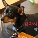 쁘띠하개 | (강아지목줄) 라라는 목줄도 패셔너블 하개♥ :: 팜앤포 헌터 강아지 목줄 진쁘띠착용 후기!!