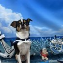 까까멍멍 이미지