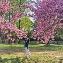 탄금공원 (후문 방향) | 하남 미사경정공원 겹벚꽃 실시간 2026년 후기 서울근교 명소