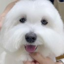 마릴린펫 이미지