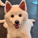 쿠쿠펫(KOOKOOPET) 이미지