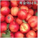 천도슈퍼 이미지