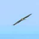 독도환경 이미지