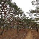 바다애오토캠핑장 이미지