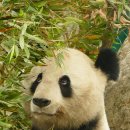 판다 이미지