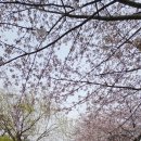 계양교통공원 앞(서부간선수로 방면) | 2025인천벚꽃명소 굴포천 (삼산동~계산동 서부간선수로)의 벚꽃개화상태