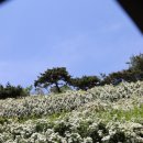 퉁소바위 사거리1 | 수원 창룡문사거리 창룡대로변 퉁소바위공원 벽면 새하얀 공조팝꽃절정 !!