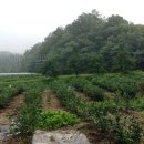 백아농장 이미지