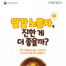달걀!? 달걀!! 이미지