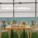 까까멍펫푸드 | 용인 실내 대관 운동장 | 가성비 좋은 반려견 놀이터 프리플랜츠 (구, 허브펫하우스) 솔직방문후기