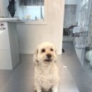 아름답개 이미지