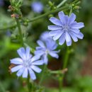 치커리꽃(Cichorium intybus) 이미지