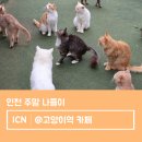 이중인 묘 | 인천 영흥도 고양이역 카페 가는법 및 입장료, 음료 후기