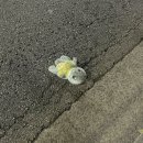 날으는탕수육 | 9월 1~2째주 일기 - 일과 알바, 선정릉역 대가방, 날으는 오징어, 엄마 병원, 서울갈매기, 한티옥 대치...