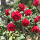 장미냉면(본점) 이미지