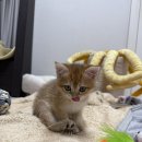 우주선 | 반려동물 이동 가방 백팩 추천 실제 사용 후기 반려동물 우주선 가방