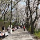 대전 중구 테미고개 벚꽃 축제 이미지