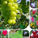 별빛농원 이미지