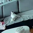 윌리엄가든 | 호주 멜버른 취사 가능한 아파트먼트 숙소 ‘오크스 온 윌리엄’ 내돈내산 투숙 후기