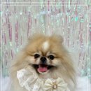 모랑펫살롱 이미지