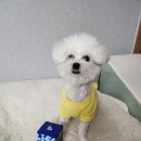 우리펫 | 우리 꼬미 영양제 라이프펫 브레스 체험후기