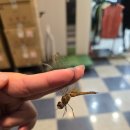 녹음당구장 이미지