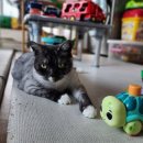 동물보육원 안산지부 이미지