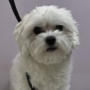 올치유치원 이미지