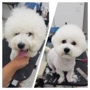 도브리댕 이미지